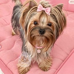 Cece - Yorkshire Terrier