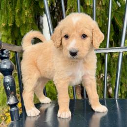 Toffee Crunch - Apricot male Pyredoodle puppy in Bowling Green, Ohio from FDF Pyredoodles & Bernedoodles