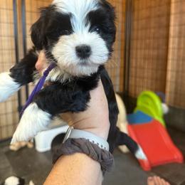 Purple - Black and white female Havanese puppy in Silverton, Oregon from PNW Havanese