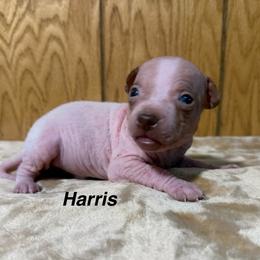 Harris - White and chocolate male American Hairless Terrier puppy in Buckingham, Illinois from Gaus Hof