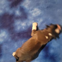 Michael J. Smith - Brown and white male Saint Bernard puppy in Lowpoint, Illinois from Minnie's Majestic Saints