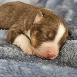 Boy 3 - Red tri-color male Australian Shepherd puppy in Tehachapi, California from Astralvale Aussies