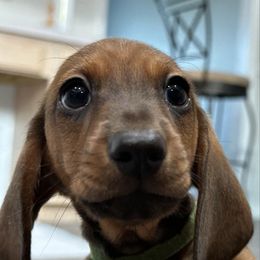 Green Collar Boy - Red male Dachshund puppy in Orange Lake, Florida from Cameo Dachshunds