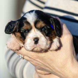 Miss Adelaide - Tri-color female Cavalier King Charles Spaniel puppy in Chico, California from Valley Cavaliers