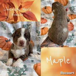 Maple - Chocolate merle female Bernedoodle puppy in Godwin, North Carolina from Farm Sweet Farm Doodles