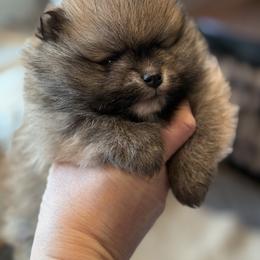 Lil bear - Orange sable male Pomeranian puppy in Edmond, Oklahoma from My Sun & Moon Poms