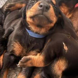 Boy 3 - male Doberman Pinscher puppy in Estacada, Oregon from Day Hill Dobermans