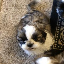 Shih Tzu Puppies from Stevens’ Hidden Acres