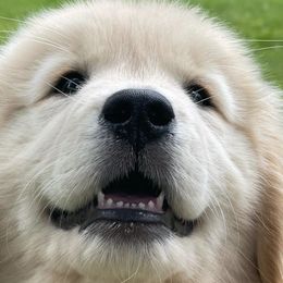 Golden Retrievers from Bailey's Golden Retrievers