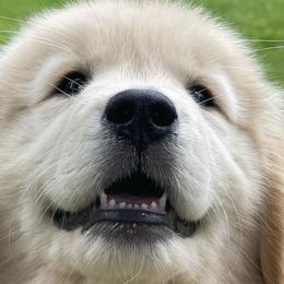 Golden Retrievers from Bailey's Golden Retrievers