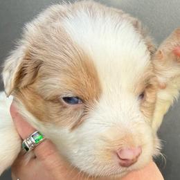 Wild Bill - Red merle male Australian Shepherd puppy in Stanford, Kentucky from Red Feather Aussies