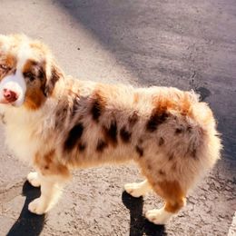 Ichigo - Miniature American Shepherd