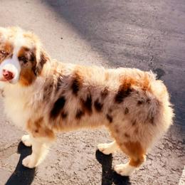 Ichigo - Miniature American Shepherd