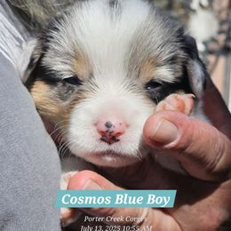 American Corgi Puppies from Porter Creek Corgis