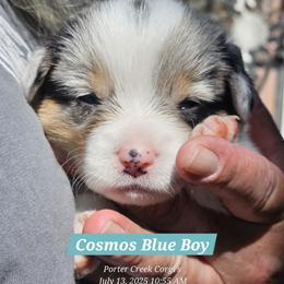 American Corgi Puppies from Porter Creek Corgis