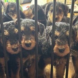 Airedale Terrier Puppies from Mystic’s Airedales