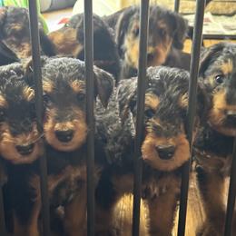 Airedale Terrier Puppies from Mystic’s Airedales