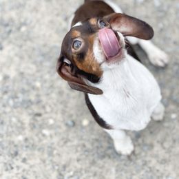 Choc mom - Dachshund