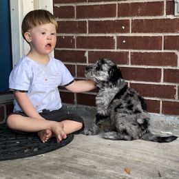 Goldendoodle Puppies from Beary GoldenDoodles