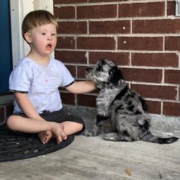 Goldendoodle Puppies from Beary GoldenDoodles