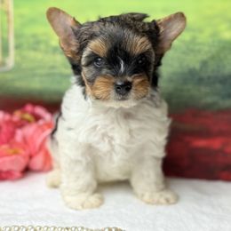 Sadie 2600 - Black tan and white female Biewer Terrier puppy in Douglas, Georgia from South Georgia Yorkies and Biewers
