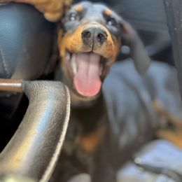 Doberman Pinscher and Dutch Shepherd Puppies from Crosspointe Canines; Home of Karmic Doberman Pinschers & Stellar Dutch Shepherds