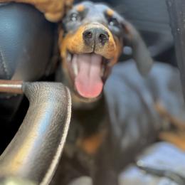 Doberman Pinscher and Dutch Shepherd Puppies from Crosspointe Canines; Home of Karmic Doberman Pinschers & Stellar Dutch Shepherds