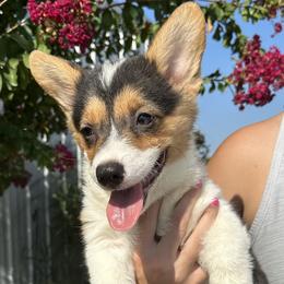Girl 3 - Black and tan Pembroke Welsh Corgi puppy in Honey Grove, Texas from JK Ranch Corgis
