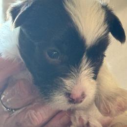 Girl 3 - Parti female Yorkshire Terrier puppy in Elizabeth, Indiana from Dwayne’s Yorkshire Terriers