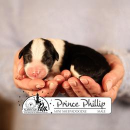 Prince Phillip - Black and white male Sheepadoodle puppy in Cleveland, Tennessee from Narrow Path Old English & Sheepadoodles