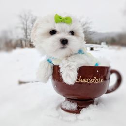 Companion Cross, Havanese, Mal-Shi, Maltese, Maltipoo, Morkie, and Shih Tzu Puppies from Seeking Shalom Acres Maltese, Maltipoos & Havamalts