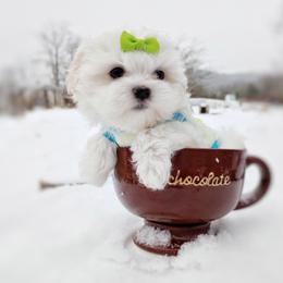 Companion Cross, Havanese, Mal-Shi, Maltese, Maltipoo, Morkie, and Shih Tzu Puppies from Seeking Shalom Acres Maltese, Maltipoos & Havamalts