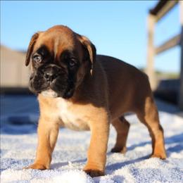 William - Fawn male Boxer puppy in Warsaw, New York from Hillview Kennels