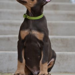 Doberman Pinscher Puppies from Obsidian Kennels