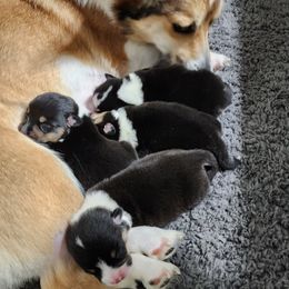 Pembroke Welsh Corgi Puppies from Shelly Bean Corgis