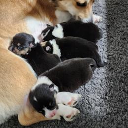 Pembroke Welsh Corgi Puppies from Shelly Bean Corgis