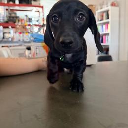 Shadow - Black male Dachshund puppy in Pahrump, Nevada from Jedi Weiner Ranch