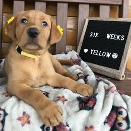 Labrador Retriever Puppies from Mountain Top View Fox Red Labs