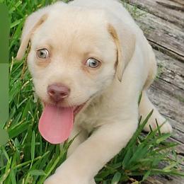 Tiny Tim - Champagne male Dilute Retriever puppy in Missouri City, Texas from Labrador Retriever Puppies