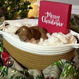 Bean - Red  male Goldendoodle puppy in Mesa, Arizona from AZ River Doodles