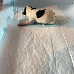 Male 2 - Black and white male Chihuahua puppy in Laredo, Texas from Texas Nightblooming Hairless Chihuahuas