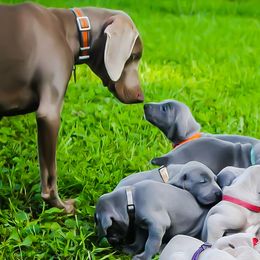 Weimaraners from Wunderbar Weims