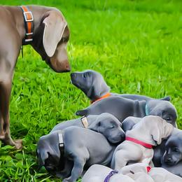 Weimaraners from Wunderbar Weims