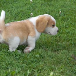 Beagle Puppies from Everwind Beagles