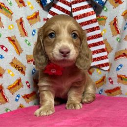 Harlow - Fawn (isabella) and cream female Dachshund puppy in Somerset, Pennsylvania from Rae’s Dapper Dachshunds