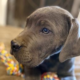 Cane Corso Puppies from Castlescorsos
