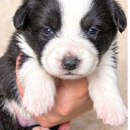 Pearl - Black and white female Cardigan Welsh Corgi puppy in Kerens, West Virginia from Leather & Lace