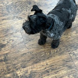 Miniature Schnauzer All Grown Up from Gypsey Creek Mini Schnauzers