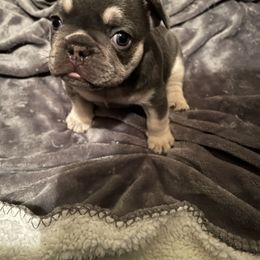 "LILY" French Bulldog Puppies from Only Frenchies