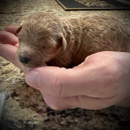 Ricotta - Apricot female Poodle puppy in Stokesdale, North Carolina from His and Hers Poodles and Doodles